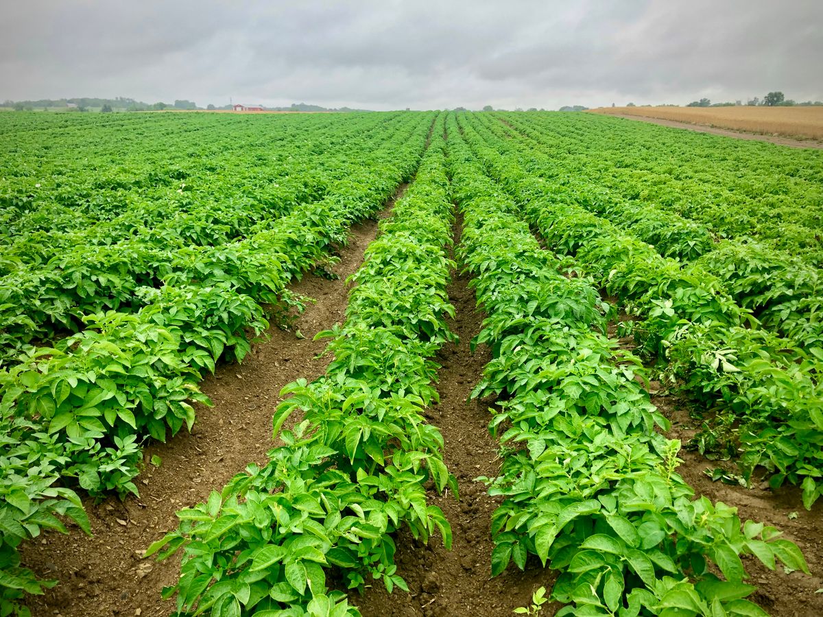 Farming & Agronomy