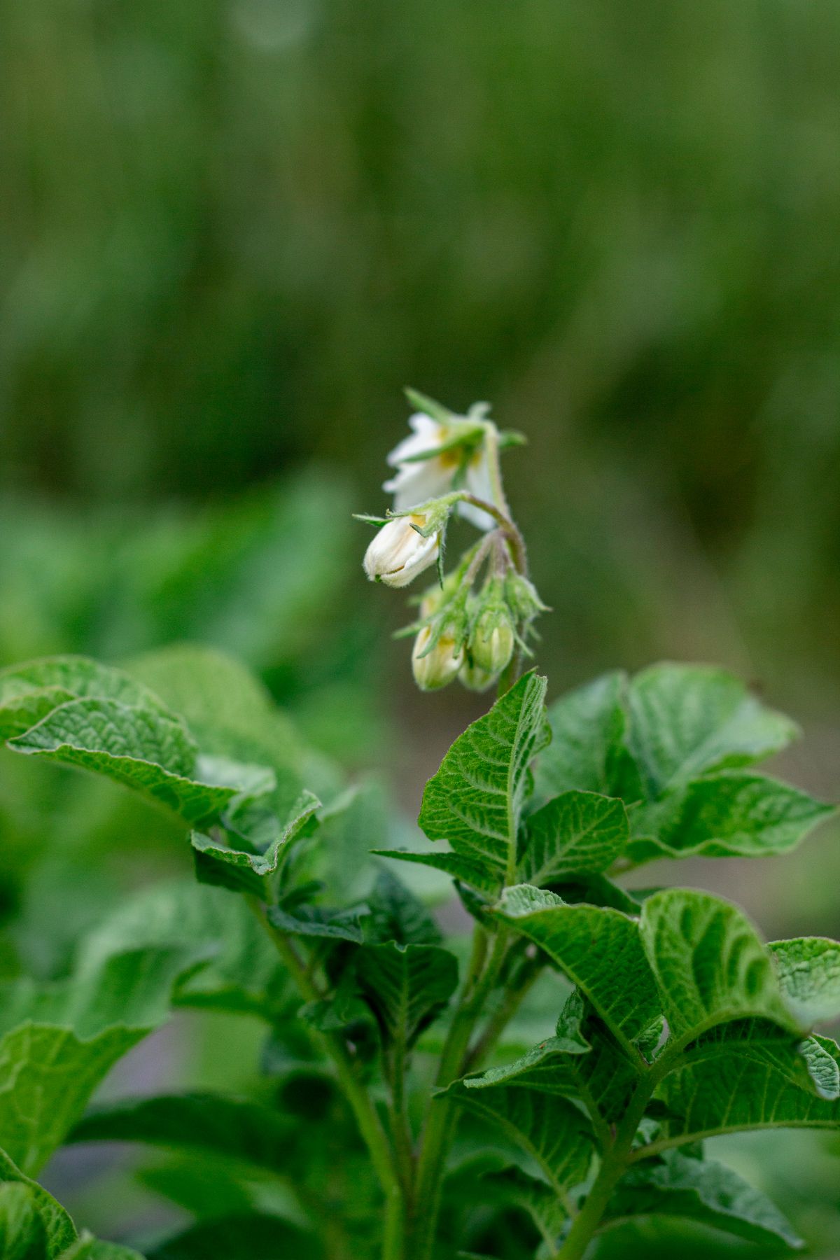 Farming & Agronomy